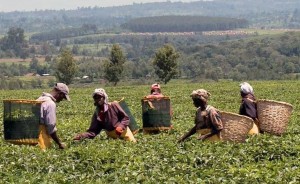 Plantations de thé (pour Unilever) Source : http://www.natura-sciences.com/loisirs/commerce-equitable-business547.html